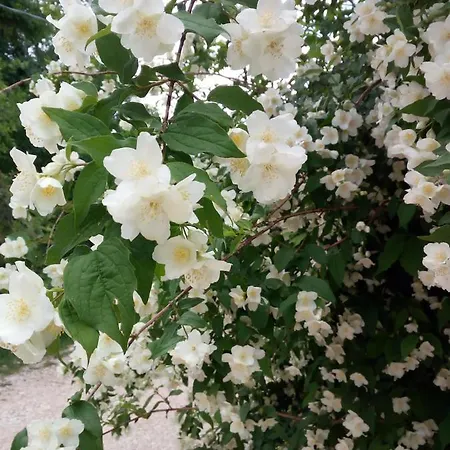 Vallonga * Poggio San Vicino