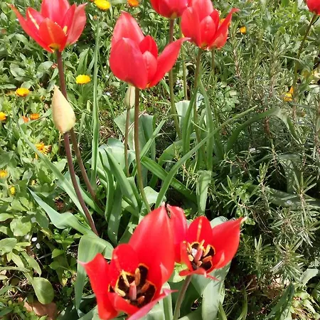 Vallonga Vakantieboerderij